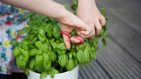 best watering tips for basil